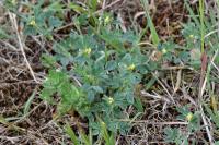 Medicago minima