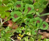 Medicago arabica