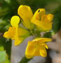 Medicago arabica