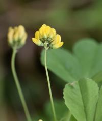 Medicago polymorpha