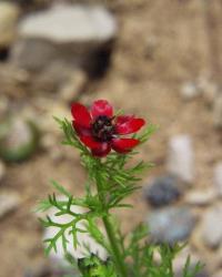 Adonis annua