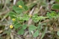 Medicago polymorpha