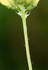 Medicago polymorpha