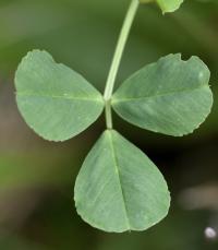 Medicago polymorpha