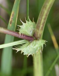 Medicago polymorpha