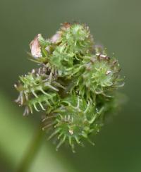 Medicago polymorpha