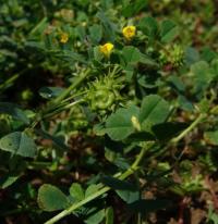 Medicago rigidula