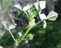 Medicago rigidula