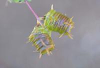 Medicago littoralis 