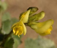 Medicago littoralis 