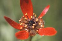 Adonis flammea