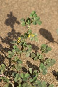 Medicago littoralis 