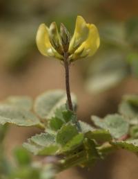 Medicago littoralis 