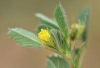 Medicago truncatula