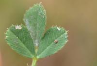 Medicago truncatula