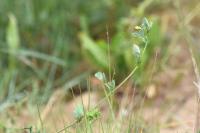 Medicago truncatula