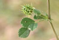 Medicago truncatula