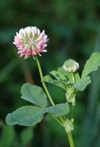 Trifolium hybridum