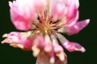 Trifolium hybridum