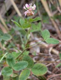 Trifolium hybridum