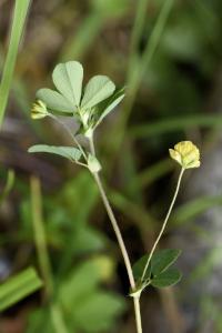 Trifolium dubium