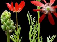 Adonis flammea