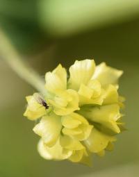 Trifolium dubium