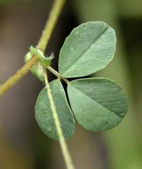 Trifolium dubium