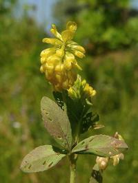 Trifolium aureum