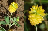 Trifolium aureum