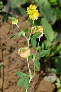 Trifolium aureum