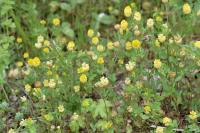 Trifolium campestre