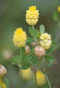 Trifolium campestre