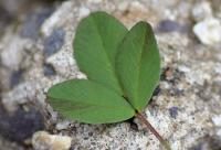 Trifolium campestre