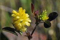 Trifolium campestre