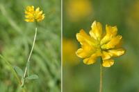 Trifolium patens