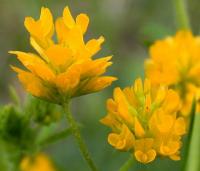 Trifolium patens