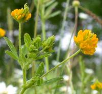 Trifolium patens