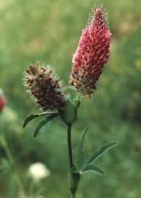 Trifolium rubens