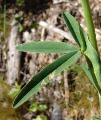 Trifolium rubens