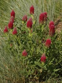 Trifolium rubens