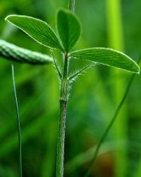 Trifolium ochroleucon