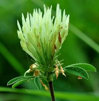 Trifolium ochroleucon