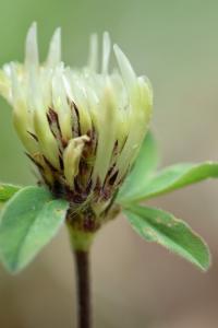 Trifolium ochroleucon