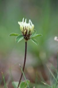 Trifolium ochroleucon