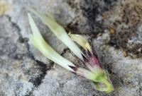 Trifolium ochroleucon