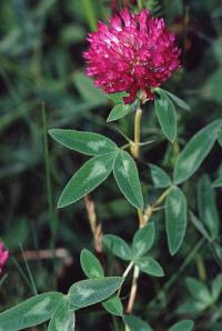 Trifolium medium subsp. medium
