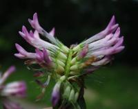 Trifolium medium subsp. medium