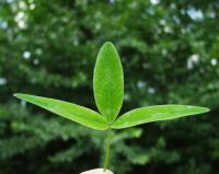 Trifolium medium subsp. medium