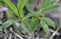 Trifolium alpinum